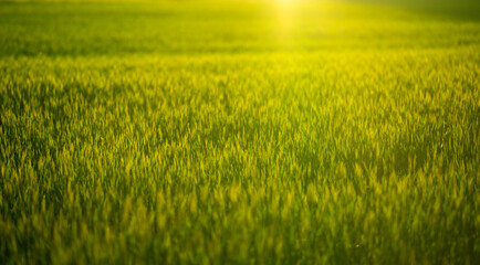 Obraz premium Background texture shows blurred wheat plants. Golden background glows in rural sunlight. Background scenery supports agricultural landscape concept. Background nature feels peaceful and organic.
