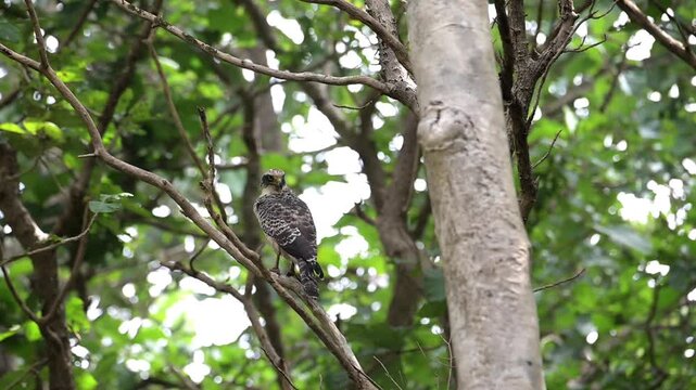 An Immature Crested Serpent Eagle perched alertly on a bare tree branch in its natural jungle habitat wit watching its prey. Against a soft green forest background.