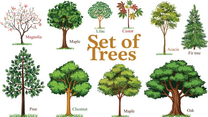 Botanical set of different tree species vector illustration including oak maple pine and magnolia © MdHasinur