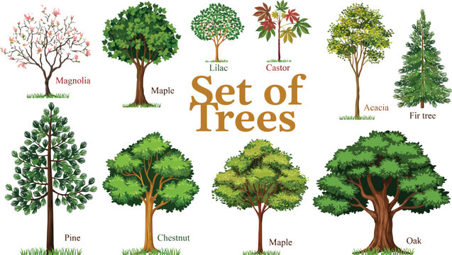 Botanical set of different tree species vector illustration including oak maple pine and magnolia