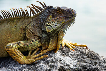 Fototapeta premium Green iguana, American iguana, herbivorous species of lizard of the genus Iguana.