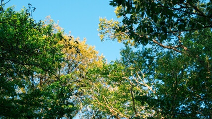 Fototapeta premium Looking up at lush green tree canopy with bright sunstar and blue sky in spring forest