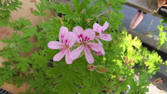 春から初夏に咲くローズゼラニウムの花