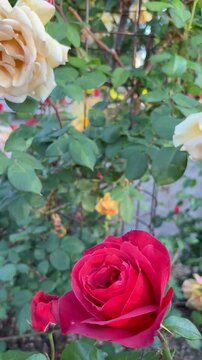 Slow shot capturing three different types of roses