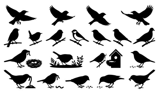 Garden bird silhouette collection featuring feeding nesting flying and perched species in natural wildlife poses vector set