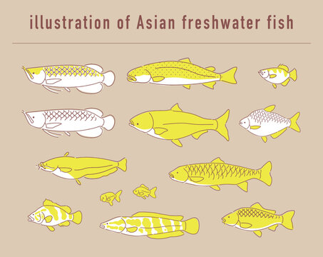 アジアの淡水魚のイラストセット