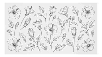 Vintage hibiscus flower sketches, hand drawn tropical floral elements vector set, botanical line art illustrations for wedding invitations and packaging © HayeGareebi
