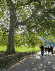 Fototapeta premium People walking beneath a large tree in a London park on a sunny autumn afternoon