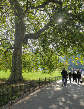 People walking beneath a large tree in a London park on a sunny autumn afternoon