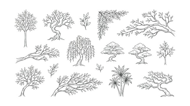 Hand drawn tree sketches set, vintage botanical line art illustrations of willow and bonsai trees, black ink nature vector elements for landscape design