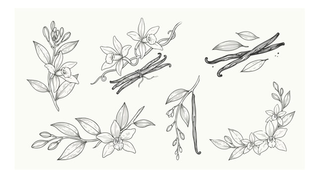 Vintage vanilla flower sketches, hand drawn botanical vanilla bean illustrations, black ink floral line art set for organic food packaging