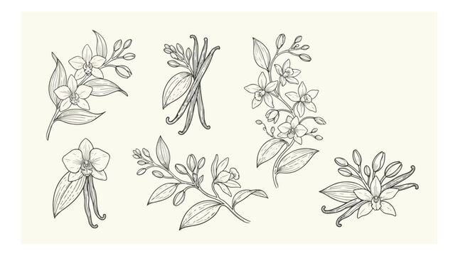 Vintage vanilla flower sketches, hand drawn botanical orchid blossoms and beans collection, 6 elegant floral line art vector elements for organic packaging