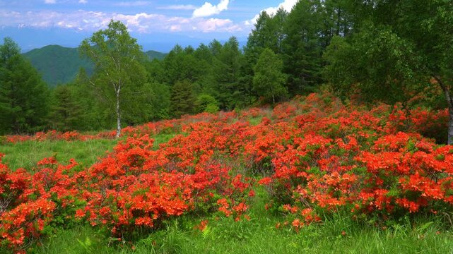 袴越のレンゲツツジ群生地（長野県松本市）
