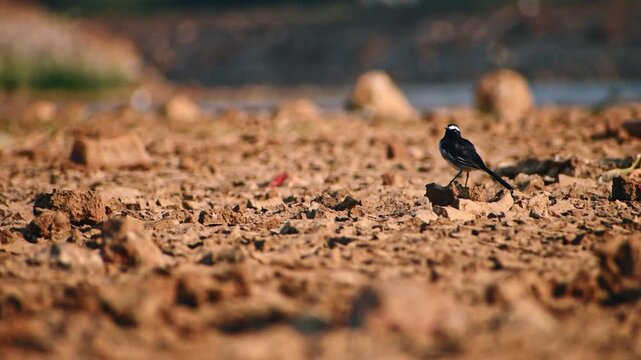 A captivating White-browed Wagtail (Motacilla maderaspatensis) foraging on the parched lakebed near Bengaluru, Karnataka, India, showcasing resilience in nature.