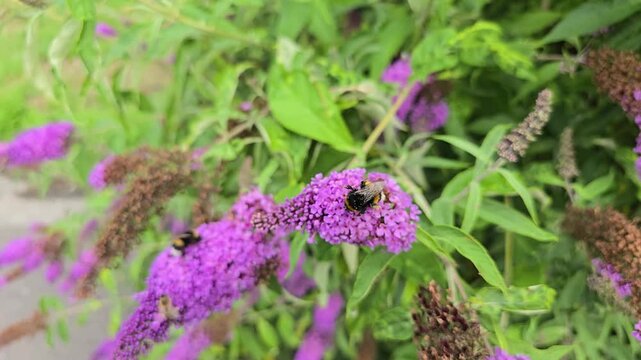 Bumblebees collecting nectar and pollen from a purple buddleja flower on a sunny summer day
