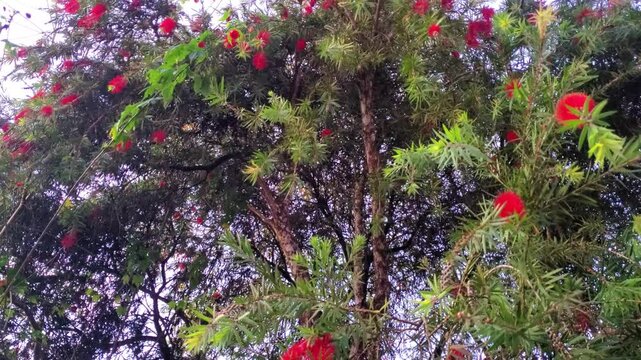 Close-up perspective of red bottle brush flowers blooming on a lush tree, capturing the serene essence of a sunny spring day in nature