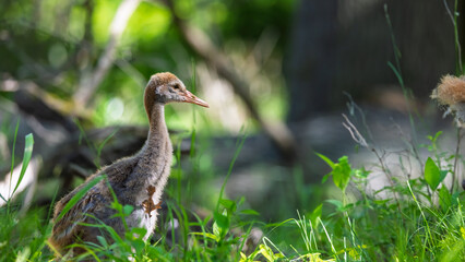 Obraz premium Sandhill crane chick standing in green grass