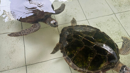 Two sea turtles swimming on dirty green tiles floor closely © nabilx
