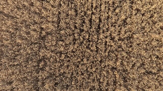 Commodities and food security: Upward top-down drone camera movement over ripe wheat field.
