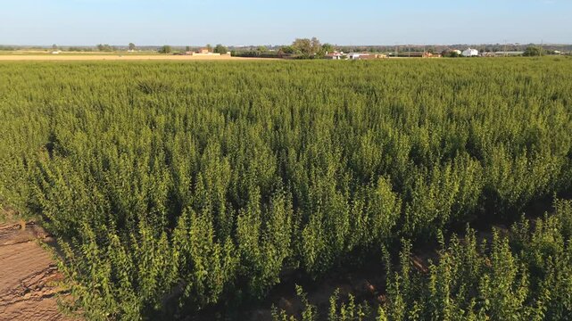 Horticultural agroindustry panorama: Panoramic aerial shot with yaw rotation over fruit orchard.