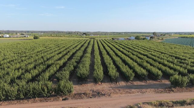 Visual impact of agroindustry: Dronie zoom-out reveal shot of fruit tree plantation at sunset.