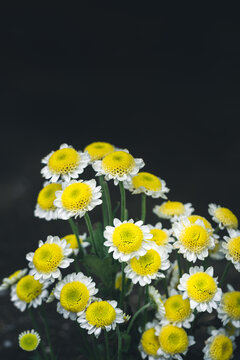 Beautiful white and yellow daisy flowers on dark background using as cover page natural flora wallpaper or template brochure landing page design