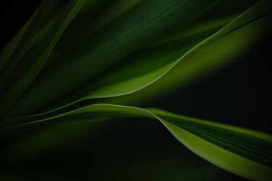 Minimal dark moody emerald green leaf texture, Natural green leaves pattern with copy space using as nature background wallpaper presentation or  tropical leaf poster cover page