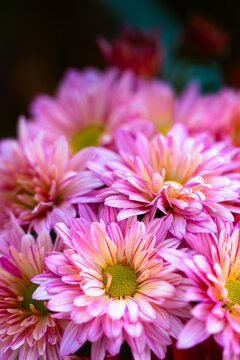 Beautiful pink chrysanthemum flowers bouquet in close up shot using as cover page natural flora wallpaper or template brochure landing page design