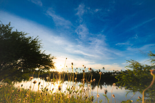 Sun flare over wild grass flowers by the peaceful lake using as nature background wallpaper presentation or landscape  poster cover page