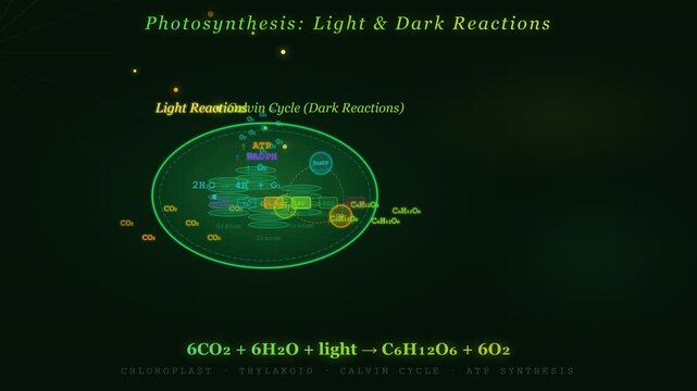 Photosynthesis Animation Showing Chloroplast Light Reactions and Calvin Cycle Carbon Fixation Process