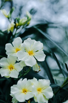 Beautiful white oleander flowers blooming with yellow centers in the garden using as cover page natural flora wallpaper or template brochure landing page design