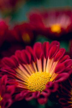 Deep red chrysanthemum flower blooming in the garden with soft bokeh using as cover page natural flora wallpaper or template brochure landing page design
