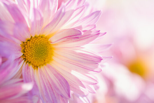 Close-up of pink chrysanthemum flower in soft dream style  using as cover page natural flora wallpaper or template brochure landing page design 