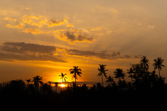 Golden sky at sunset over palm trees resort background using as spring cover page wallpaper