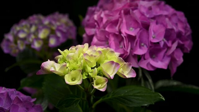 Beautiful purple hydrangea flowers blooming against a solid black background