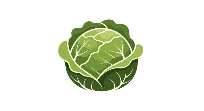 Fresh green cabbage head vegetable illustration.