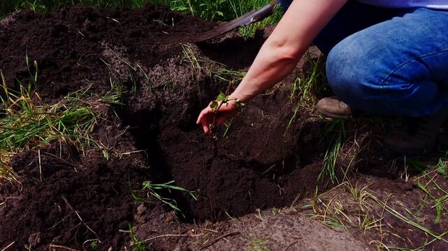 A person in blue jeans kneels in the dirt, using a shovel to carefully plant a small grape vine seedling into prepared soil