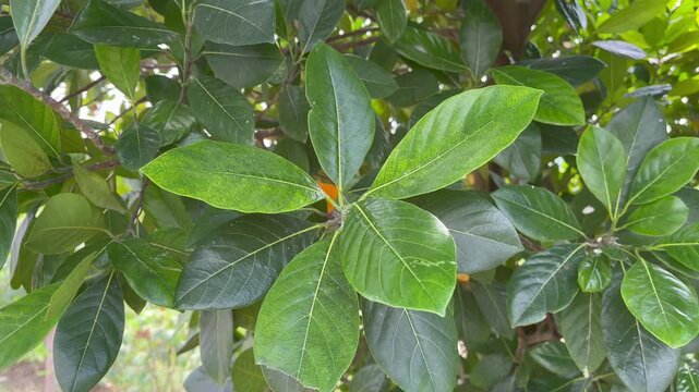Fresh Green Leaves Background with Detailed Veins and Textures