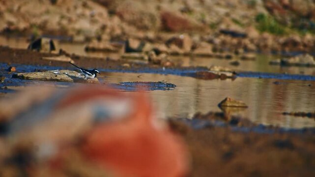A beautiful White-browed Wagtail (Motacilla maderaspatensis) gracefully forages in shallow water, capturing prey in its natural habitat at an Indian lake.