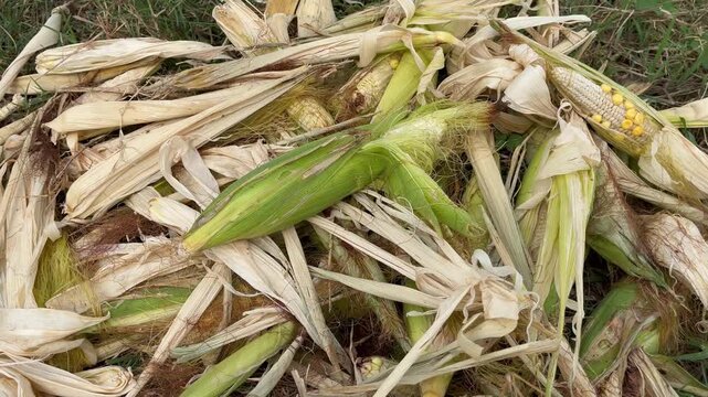 Harvested corn husks and cobs piled on the ground