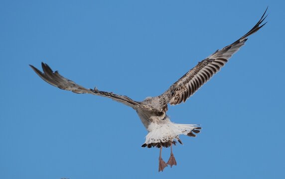 M&ouml;we