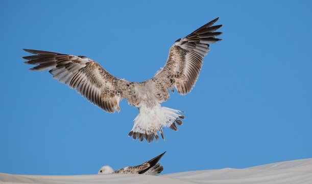 M&ouml;we