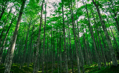 Naklejka premium Cathedral of proud trees that guards the secrets of the earth