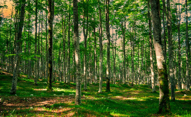 Naklejka premium a path of shade and leaves in the ancient silence of the forest
