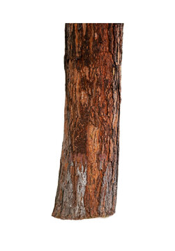 Brown pine tree trunk with textured bark isolated on black background, natural forest element ideal for design and compositing.
