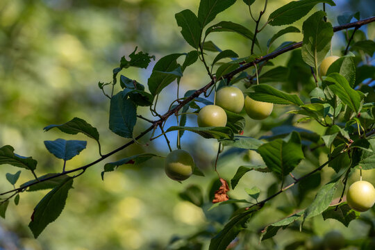 Green Cherry Plums Growing on Branch