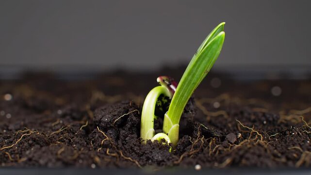 Young green seedling growing from rich dark soil, symbolizing new life, growth, and the start of a new season, gentle focus