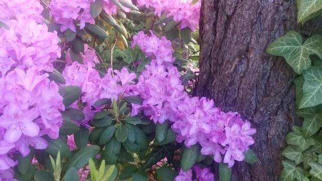 Bumblebee pollinating purple rhododendron flowers in a spring garden, a pollinator gathering nectar among the blossoms.