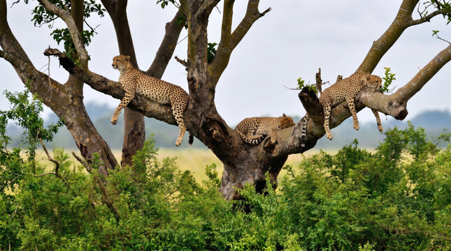 Cheetahs Resting on Tree Branches in the Savanna