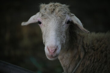 Obraz premium goat head in the pen